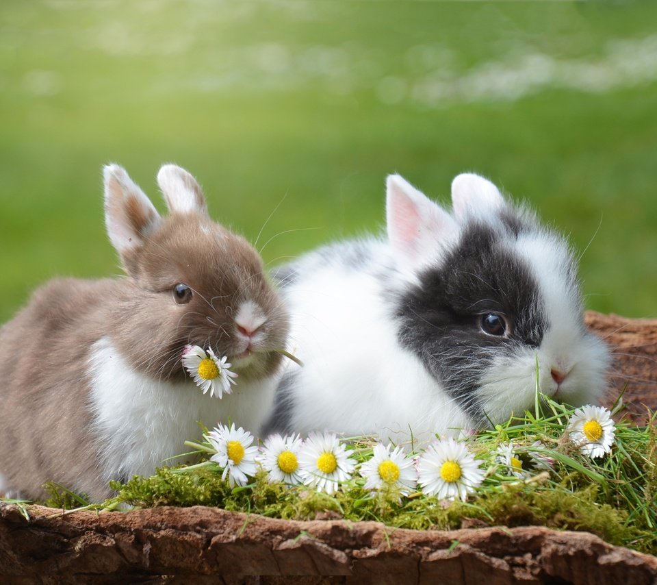 Обои цветы, трава, природа, животные, ромашки, кролик, кролики, flowers, grass, nature, animals, chamomile, rabbit, rabbits разрешение 2992x2000 Загрузить
