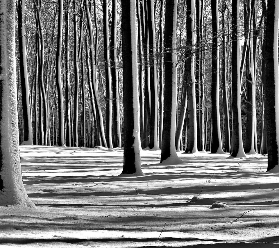 Обои деревья, снег, лес, зима, чёрно-белое, trees, snow, forest, winter, black and white разрешение 2560x1696 Загрузить