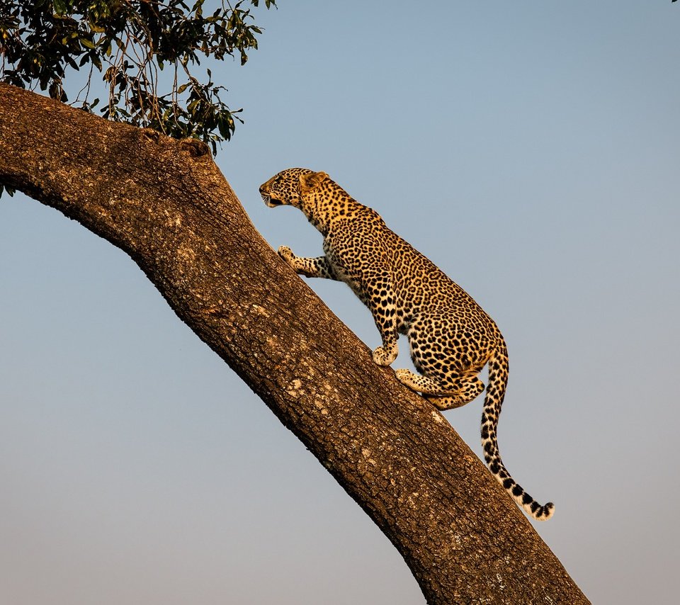 Обои дерево, леопард, хищник, дикая кошка, tree, leopard, predator, wild cat разрешение 2000x1414 Загрузить