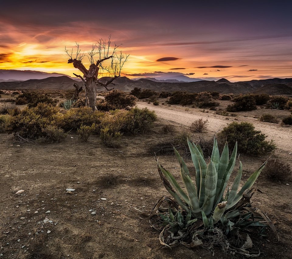 Обои небо, дорога, дерево, закат, кактус, the sky, road, tree, sunset, cactus разрешение 2048x1221 Загрузить