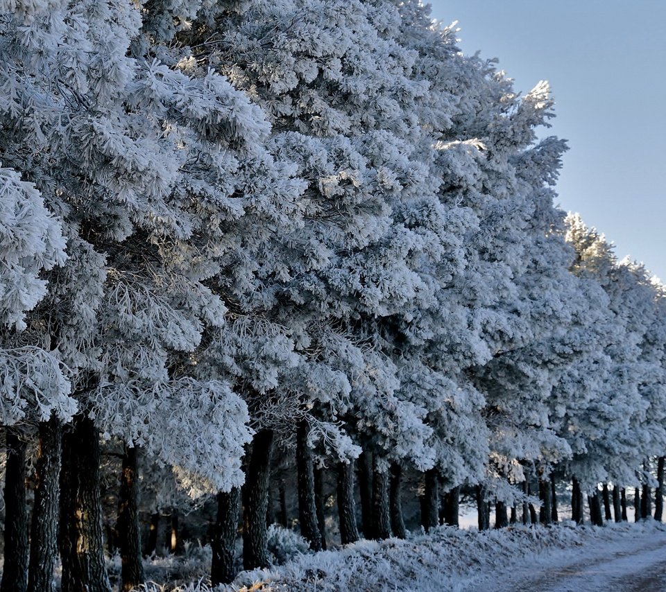 Обои дорога, деревья, лес, зима, иней, road, trees, forest, winter, frost разрешение 2618x1440 Загрузить