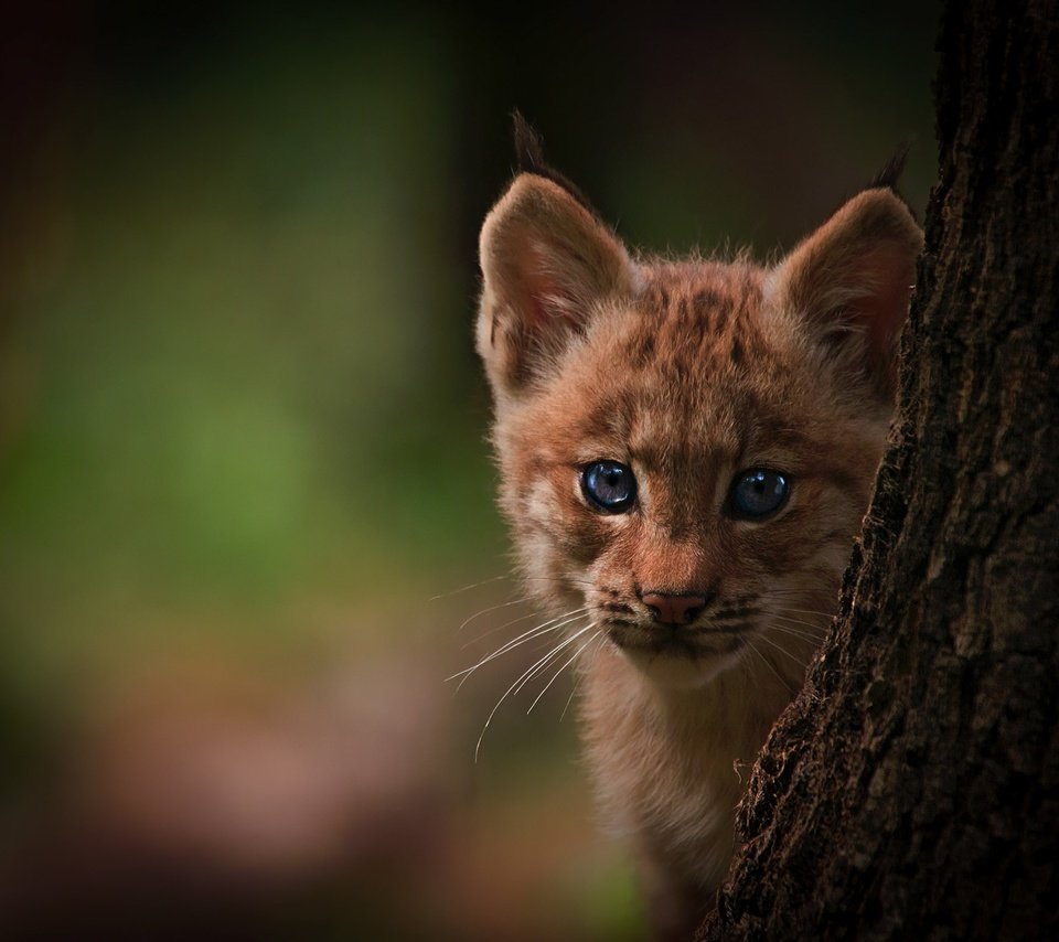 Обои глаза, дерево, фон, рысь, детеныш, eyes, tree, background, lynx, cub разрешение 2048x1552 Загрузить