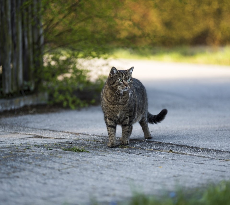 Обои кот, кошка, взгляд, серый, улица, cat, look, grey, street разрешение 6016x4016 Загрузить