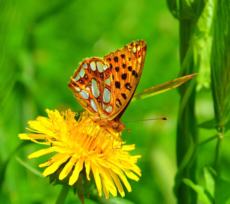 Обои желтый, макро, насекомое, цветок, бабочка, одуванчик, yellow, macro, insect, flower, butterfly, dandelion разрешение 3000x1847 Загрузить