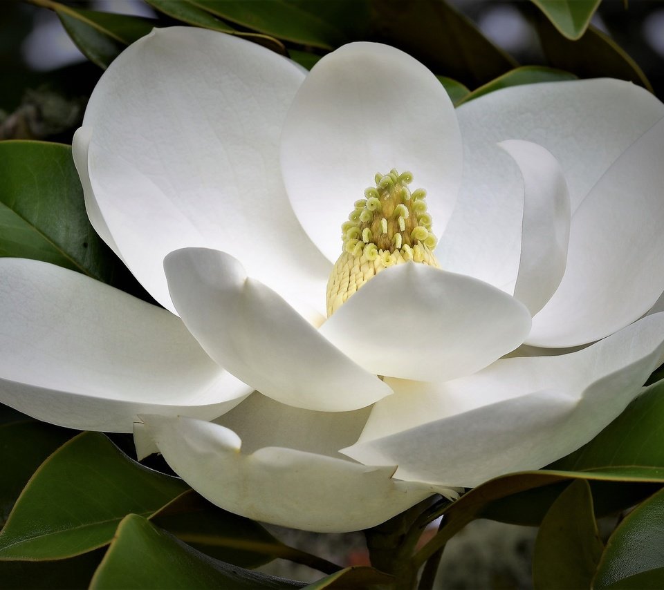 Обои макро, цветок, белая, магнолия, macro, flower, white, magnolia разрешение 2048x1365 Загрузить
