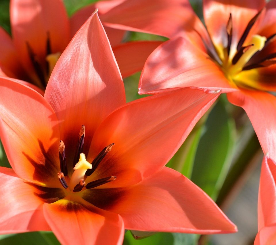 Обои цветы, макро, лепестки, весна, тюльпаны, flowers, macro, petals, spring, tulips разрешение 2048x1348 Загрузить