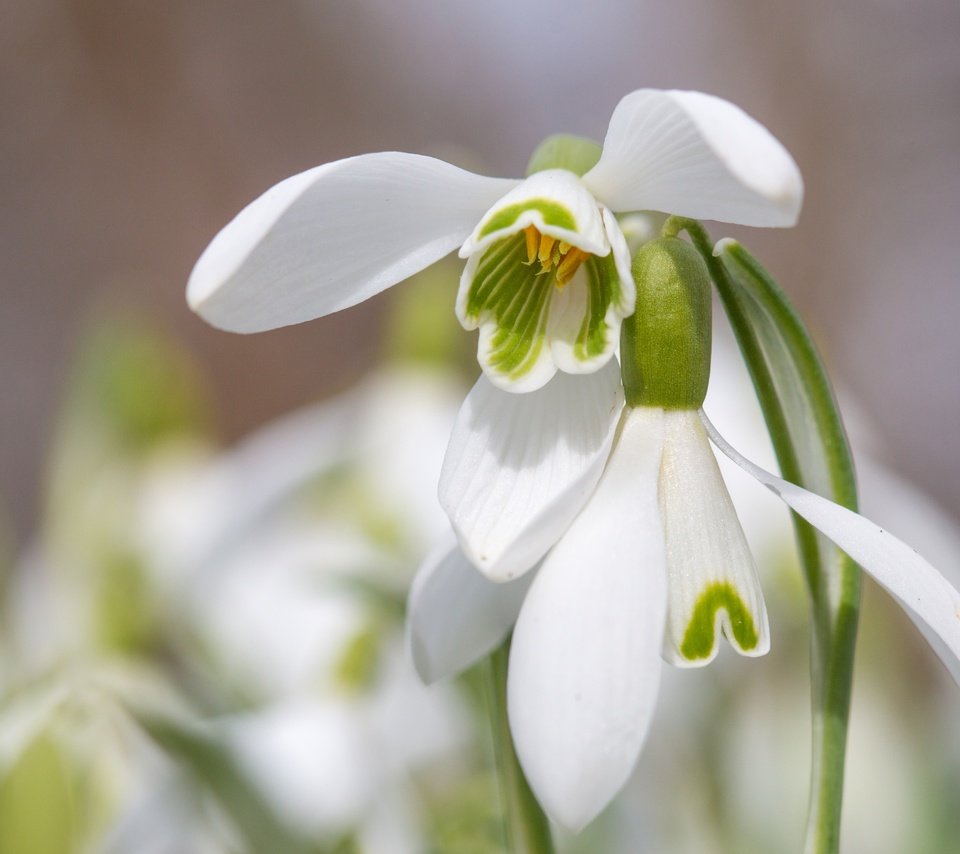 Обои цветы, макро, лепестки, весна, подснежники, flowers, macro, petals, spring, snowdrops разрешение 5407x3605 Загрузить