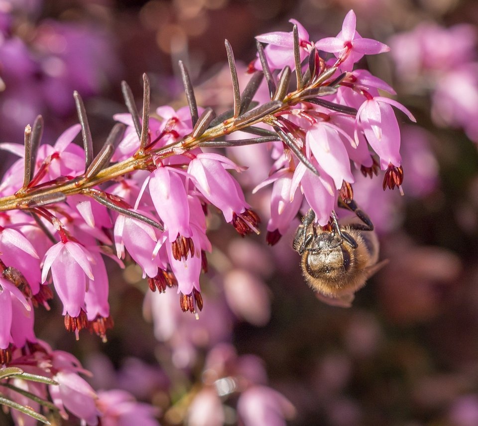 Обои цветы, макро, насекомое, пчела, вереск, flowers, macro, insect, bee, heather разрешение 2048x1378 Загрузить