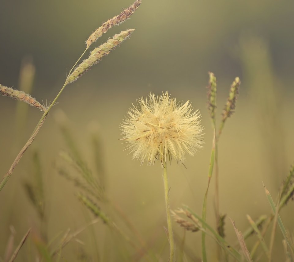 Обои трава, макро, цветок, поле, колоски, растение, grass, macro, flower, field, spikelets, plant разрешение 2048x1357 Загрузить