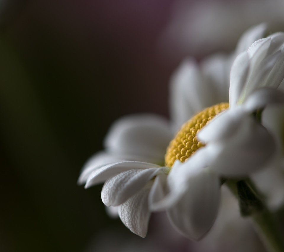 Обои макро, цветок, ромашка, macro, flower, daisy разрешение 6000x4000 Загрузить