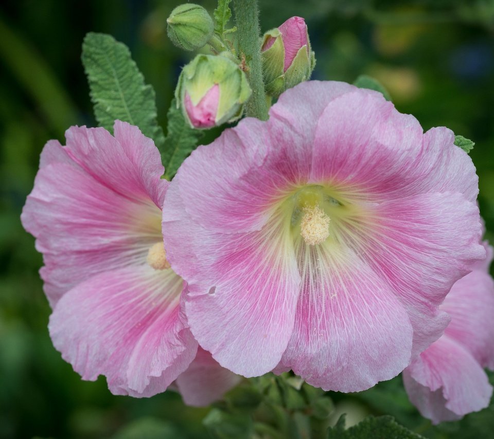 Обои цветы, макро, розовые, мальва, flowers, macro, pink, mallow разрешение 2048x1372 Загрузить