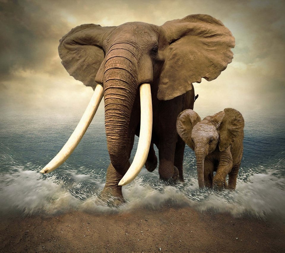 Обои море, слон, фотошоп, слоны, слоненок, бивни, sea, elephant, photoshop, elephants, tusks разрешение 2048x1366 Загрузить