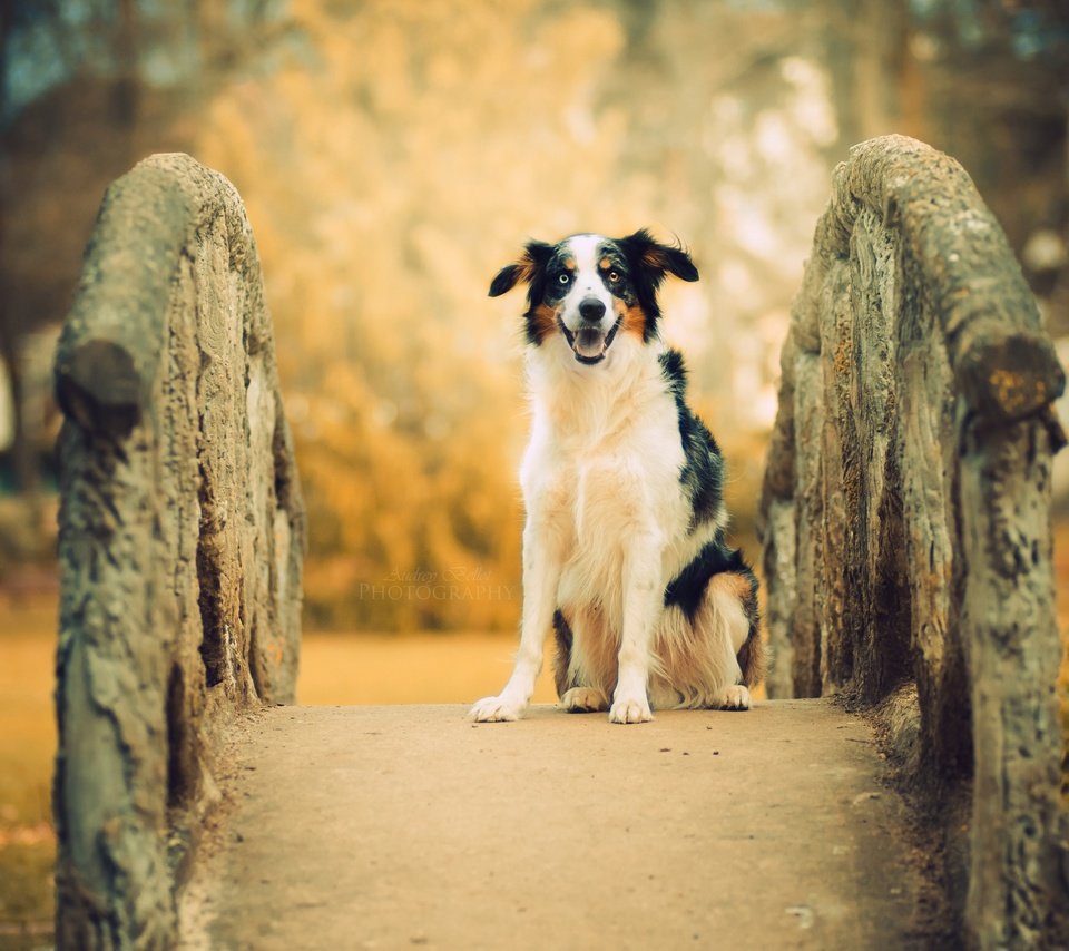 Обои мост, собака, друг, австралийская овчарка, bridge, dog, each, australian shepherd разрешение 2560x1556 Загрузить