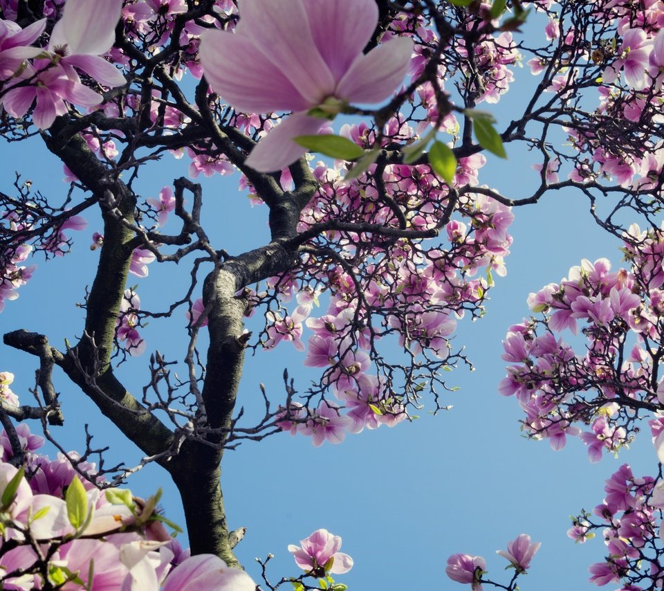 Обои небо, дерево, цветение, весна, магнолия, the sky, tree, flowering, spring, magnolia разрешение 2048x1366 Загрузить