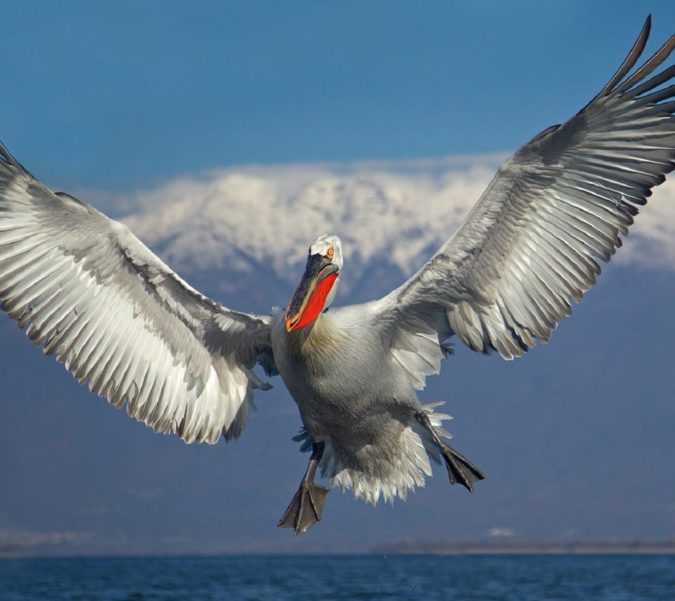 Обои небо, облака, вода, полет, крылья, птица, пеликан, иван иванов, the sky, clouds, water, flight, wings, bird, pelican, ivan ivanov разрешение 1920x1166 Загрузить