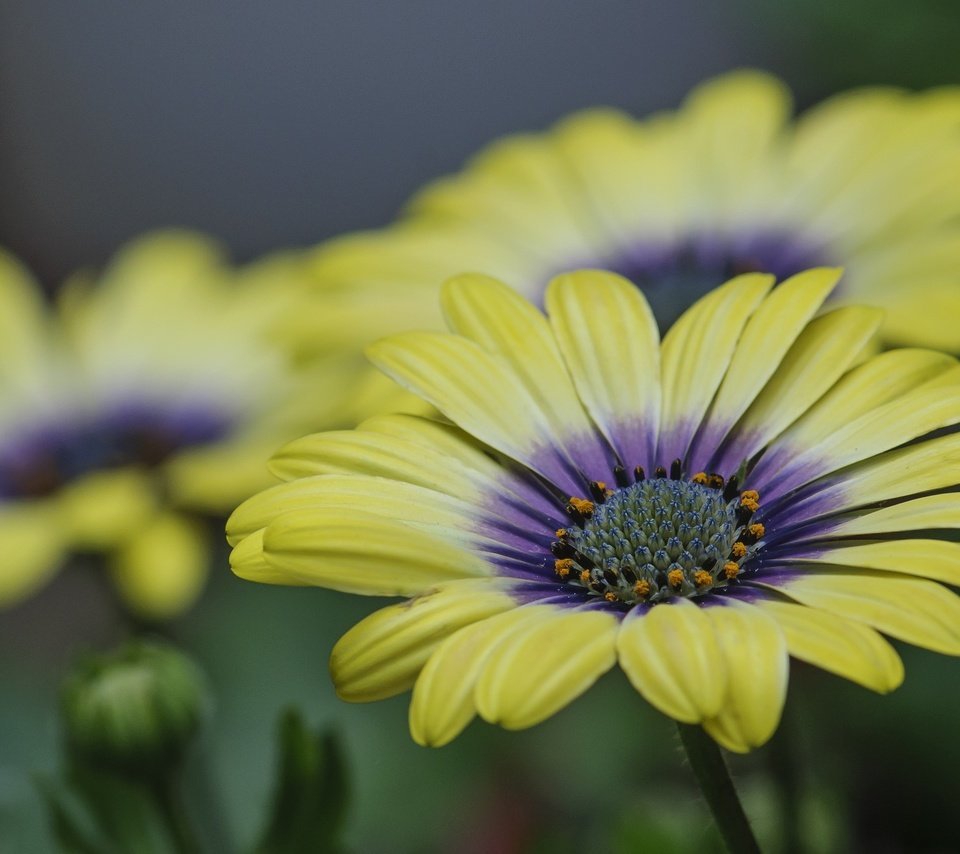 Обои цветы, природа, лепестки, герберы, flowers, nature, petals, gerbera разрешение 2048x1376 Загрузить