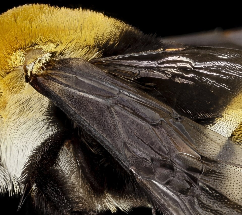 Обои природа, макро, насекомое, крылья, пчела, крупным планом, nature, macro, insect, wings, bee, closeup разрешение 3593x1600 Загрузить