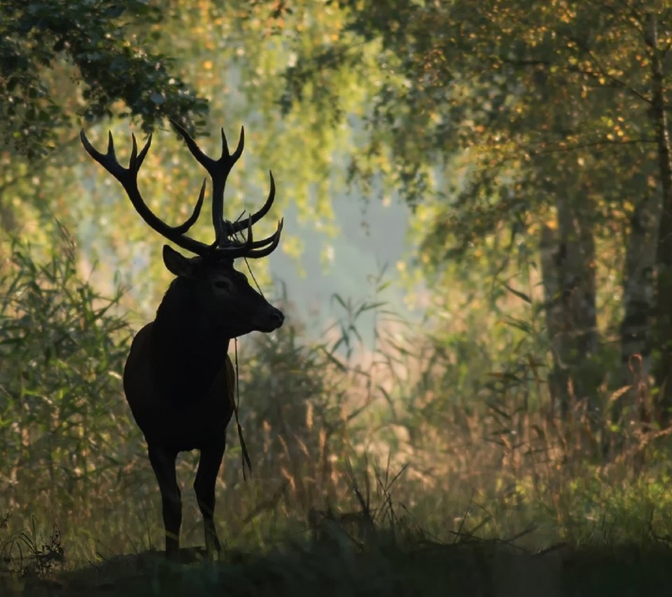 Обои природа, лес, олень, животное, рога, nature, forest, deer, animal, horns разрешение 1920x1280 Загрузить