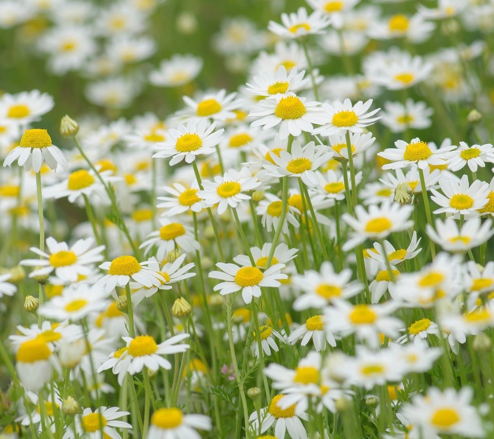 Обои цветы, природа, поле, луг, ромашки, flowers, nature, field, meadow, chamomile разрешение 2048x1360 Загрузить