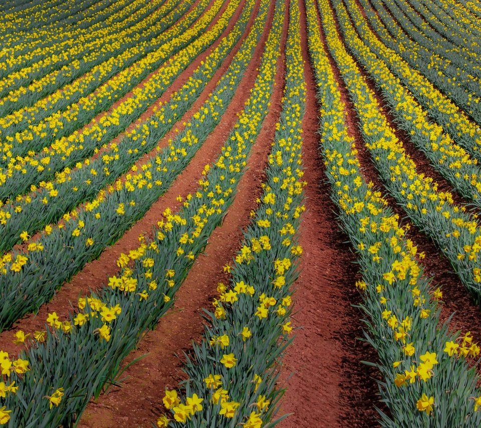 Обои цветы, природа, поле, нарциссы, flowers, nature, field, daffodils разрешение 2048x1310 Загрузить