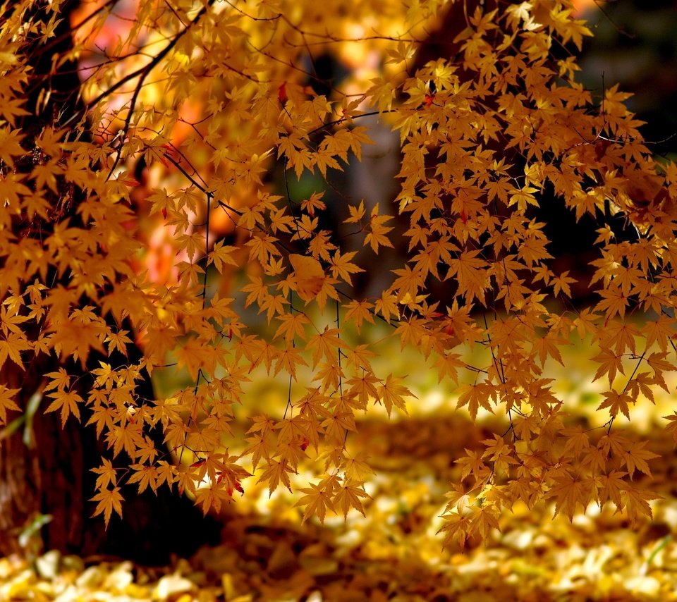 Обои свет, деревья, природа, листья, парк, осень, клен, желтые, light, trees, nature, leaves, park, autumn, maple, yellow разрешение 3000x2000 Загрузить