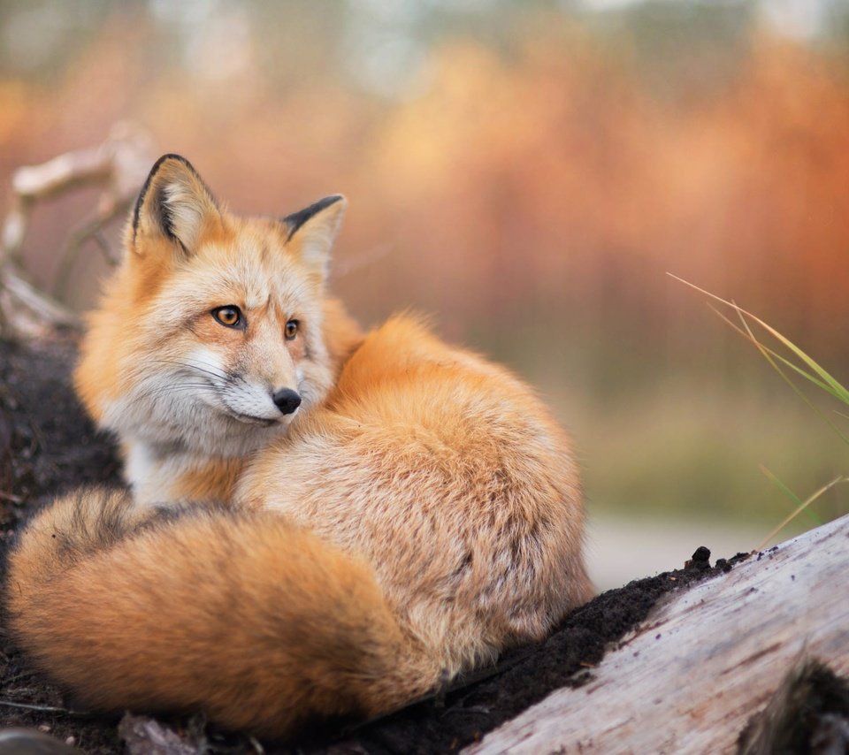 Обои природа, лиса, лисица, животное, хвост, nature, fox, animal, tail разрешение 2000x1335 Загрузить