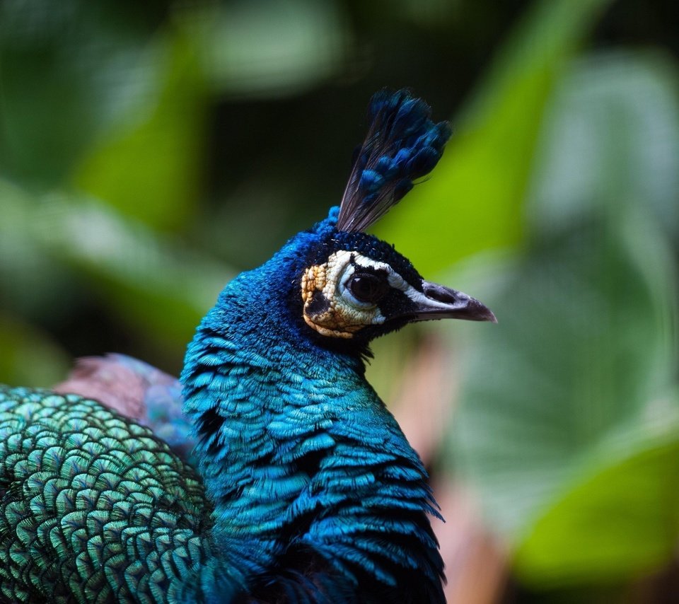 Обои профиль, птица, клюв, павлин, оперение, хохолок, profile, bird, beak, peacock, tail, crest разрешение 2560x1700 Загрузить