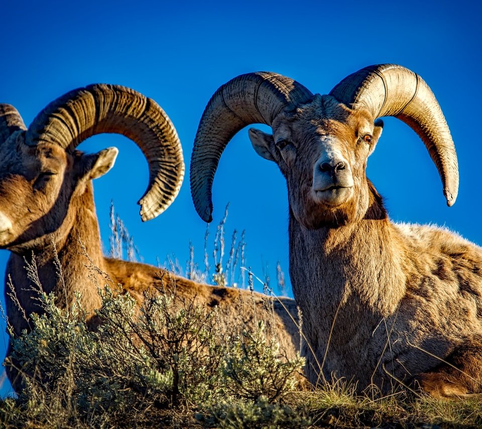 Обои природа, рога, бараны, nature, horns, sheep разрешение 2201x1467 Загрузить