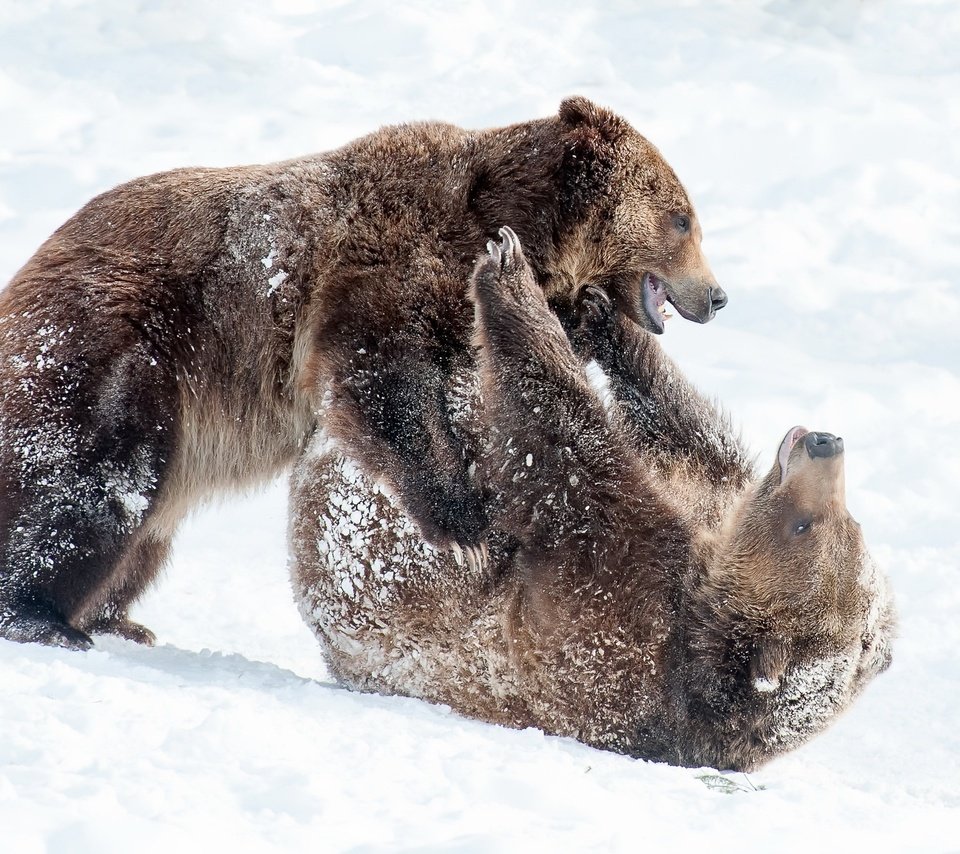 Обои снег, природа, зима, лапы, борьба, медведь, игра, медведи, snow, nature, winter, paws, fight, bear, the game, bears разрешение 2048x1363 Загрузить