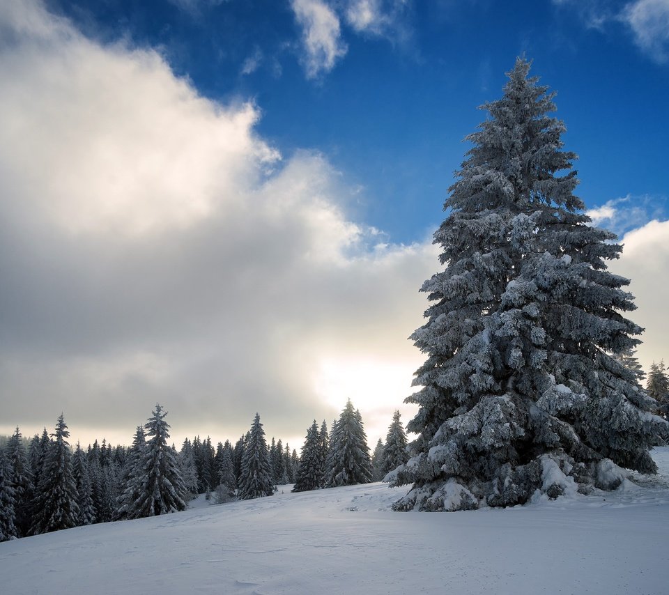 Обои небо, облака, деревья, снег, природа, зима, the sky, clouds, trees, snow, nature, winter разрешение 2560x1707 Загрузить