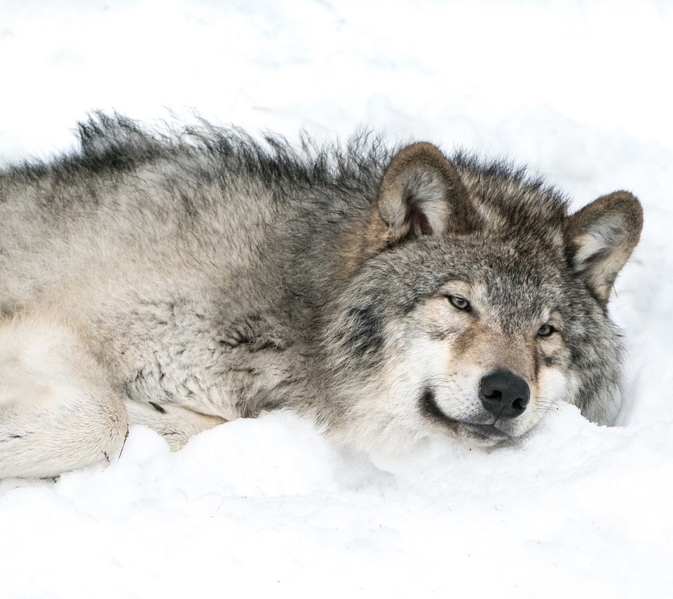 Обои снег, хищник, волк, snow, predator, wolf разрешение 2048x1490 Загрузить