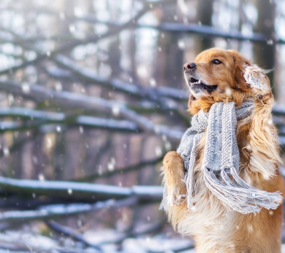 Обои снег, зима, настроение, собака, шарф, стойка, золотистый ретривер, snow, winter, mood, dog, scarf, stand, golden retriever разрешение 4608x3072 Загрузить