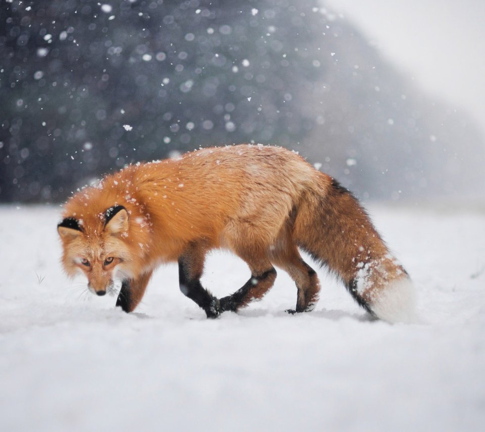 Обои снег, зима, взгляд, лиса, лисица, боке, snow, winter, look, fox, bokeh разрешение 2048x1367 Загрузить