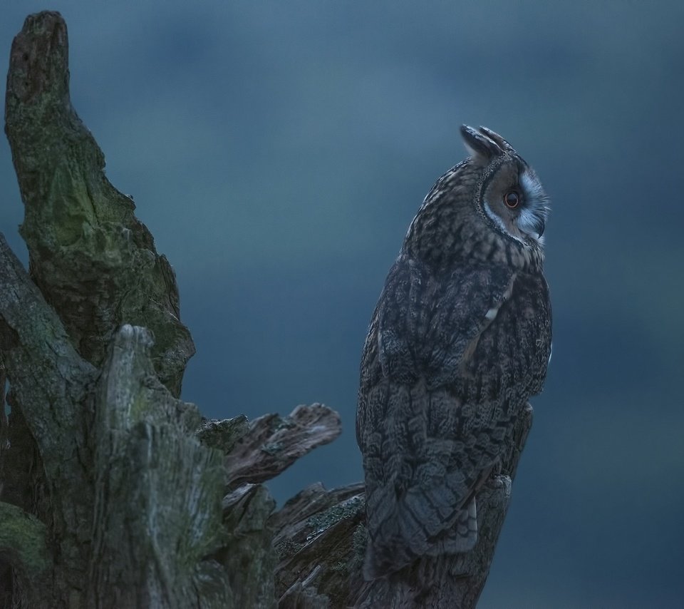 Обои сова, фон, профиль, птица, коряга, ушастая сова, owl, background, profile, bird, snag, long-eared owl разрешение 2048x1367 Загрузить