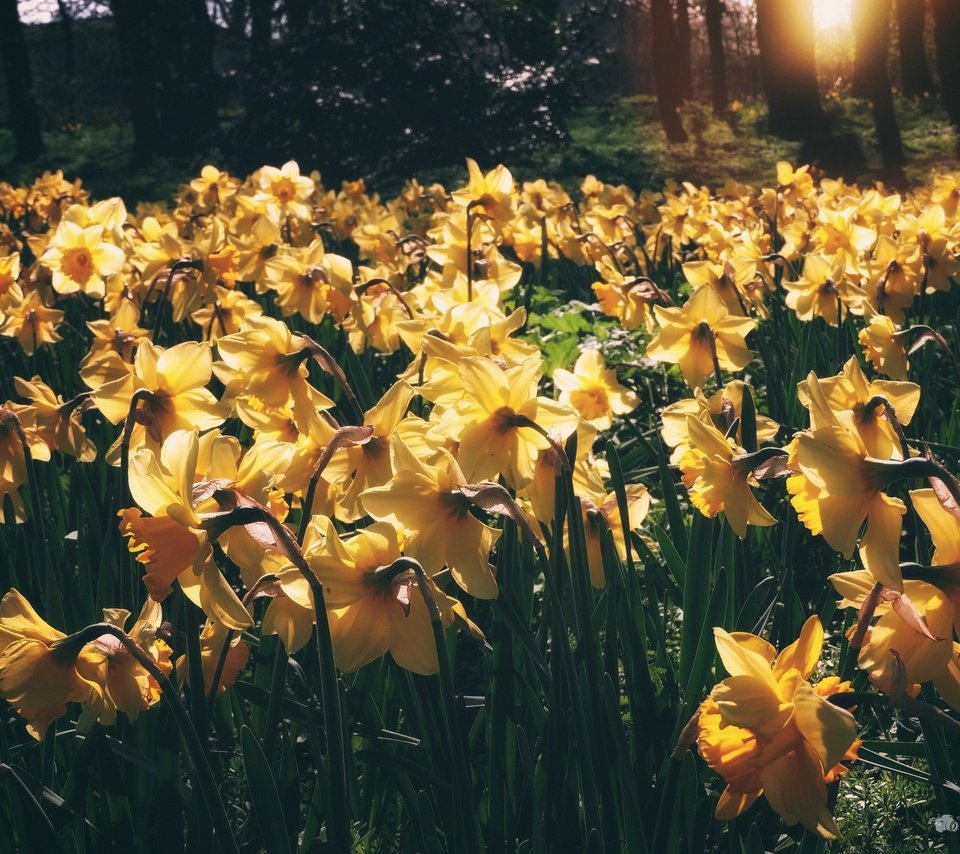 Обои свет, цветы, весна, стебли, нарциссы, желтые, light, flowers, spring, stems, daffodils, yellow разрешение 2048x1394 Загрузить