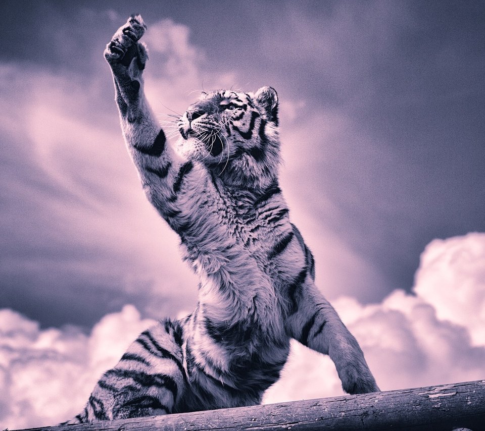 Обои тигр, облака, хищник, большая кошка, тигренок, когти, лапа, tiger, clouds, predator, big cat, claws, paw разрешение 2048x1365 Загрузить