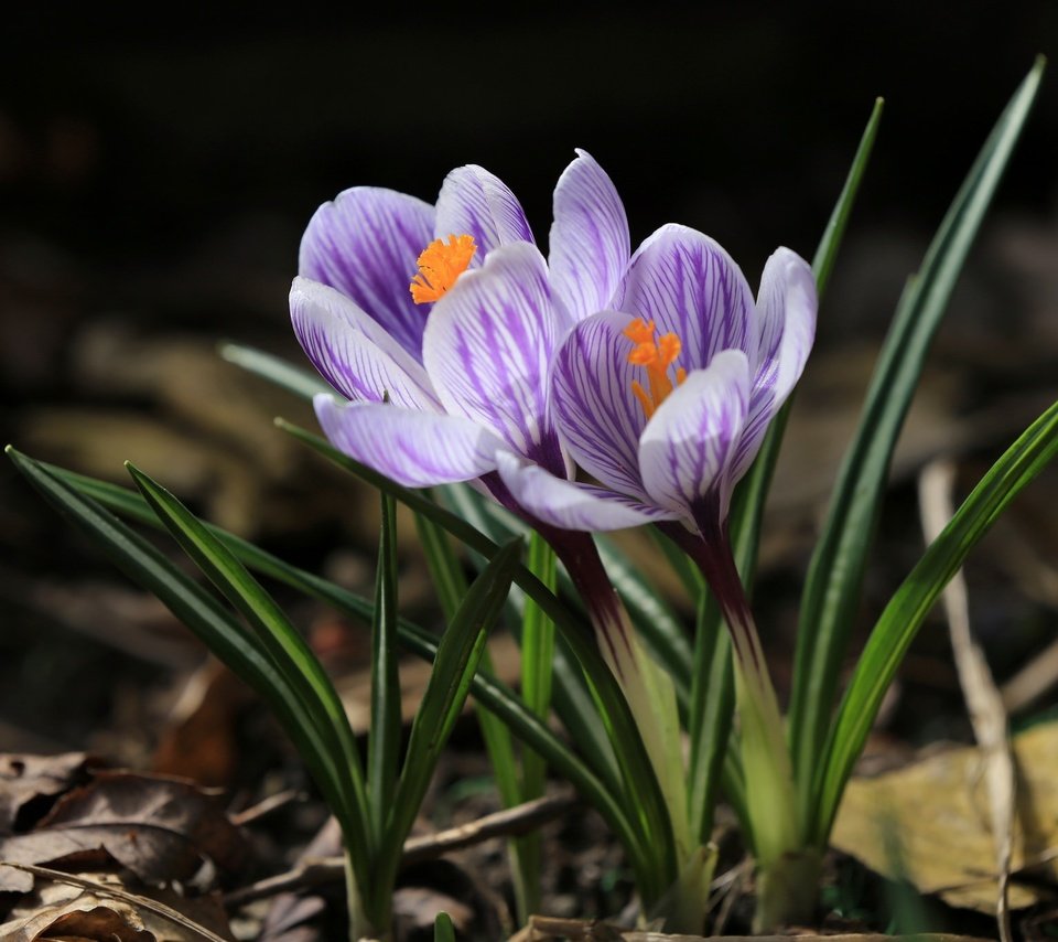 Обои цветы, весна, крокус, шафран, flowers, spring, krokus, saffron разрешение 2048x1365 Загрузить