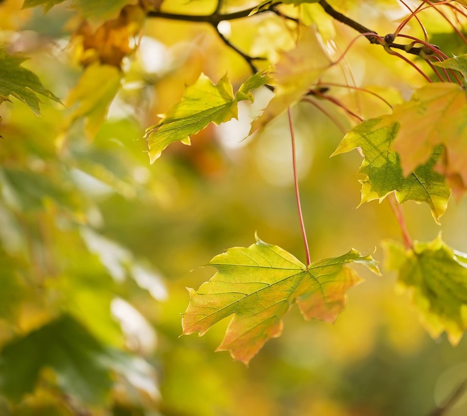 Обои ветка, природа, листья, макро, ветки, осень, размытость, клен, branch, nature, leaves, macro, branches, autumn, blur, maple разрешение 1920x1279 Загрузить