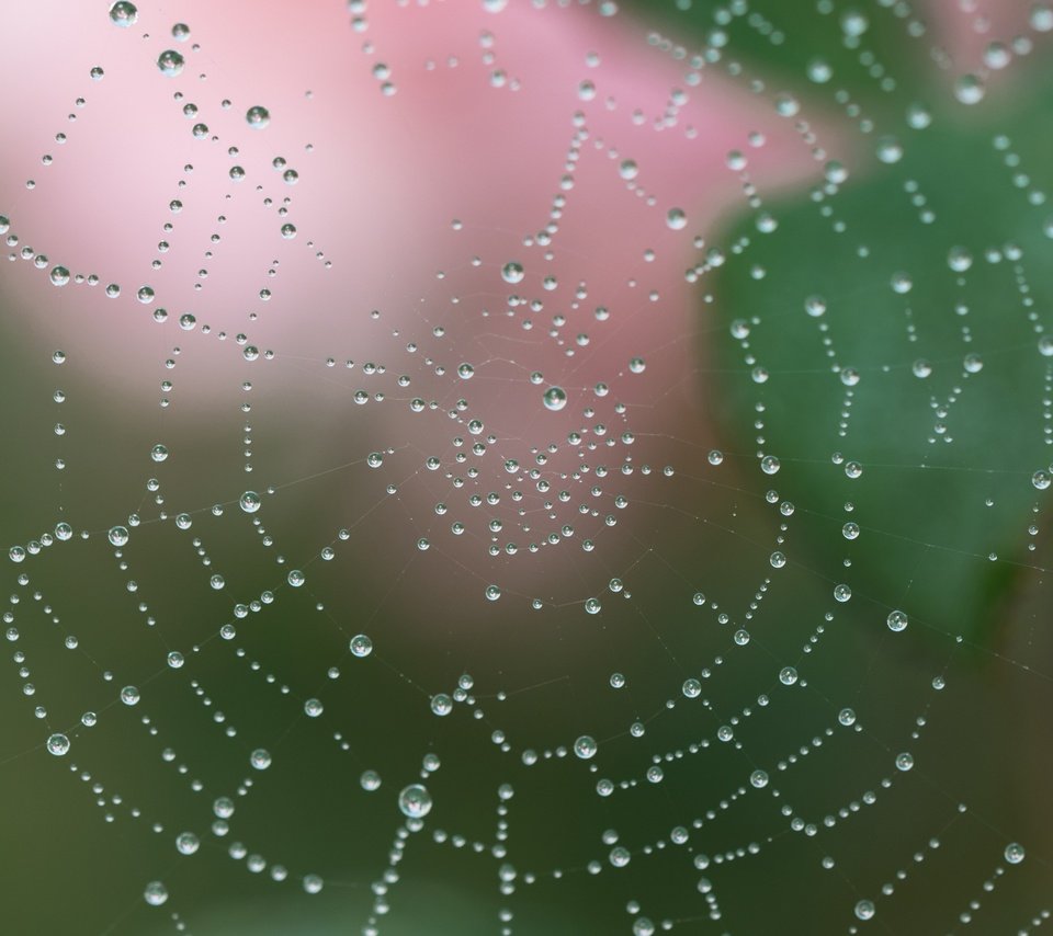 Обои вода, макро, роса, капли, капельки, паутина, сеть, ловушка, water, macro, rosa, drops, droplets, web, network, trap разрешение 2400x2400 Загрузить