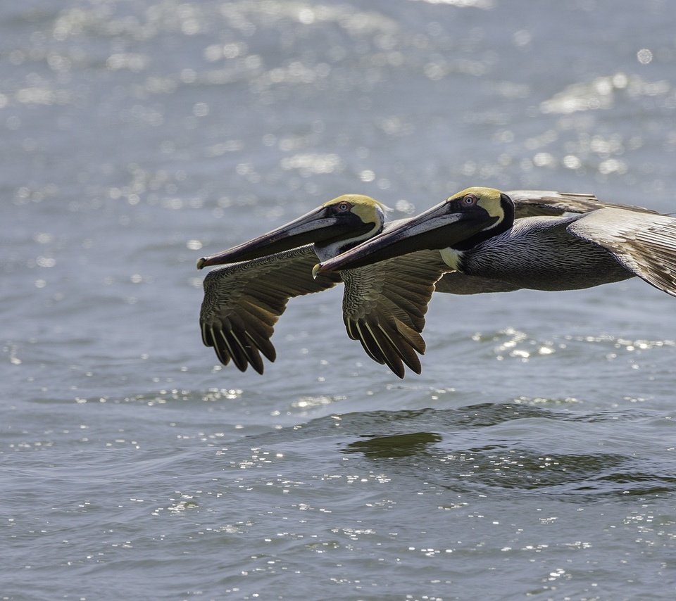 Обои вода, полет, птицы, пеликан, пеликаны, water, flight, birds, pelican, pelicans разрешение 2000x1250 Загрузить