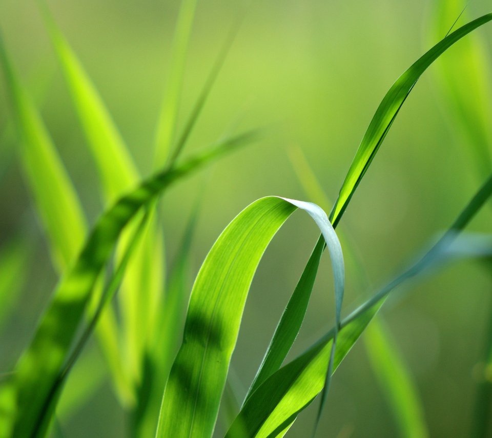 Обои трава, природа, зелень, макро, фон, травинка, grass, nature, greens, macro, background, a blade of grass разрешение 2560x1600 Загрузить