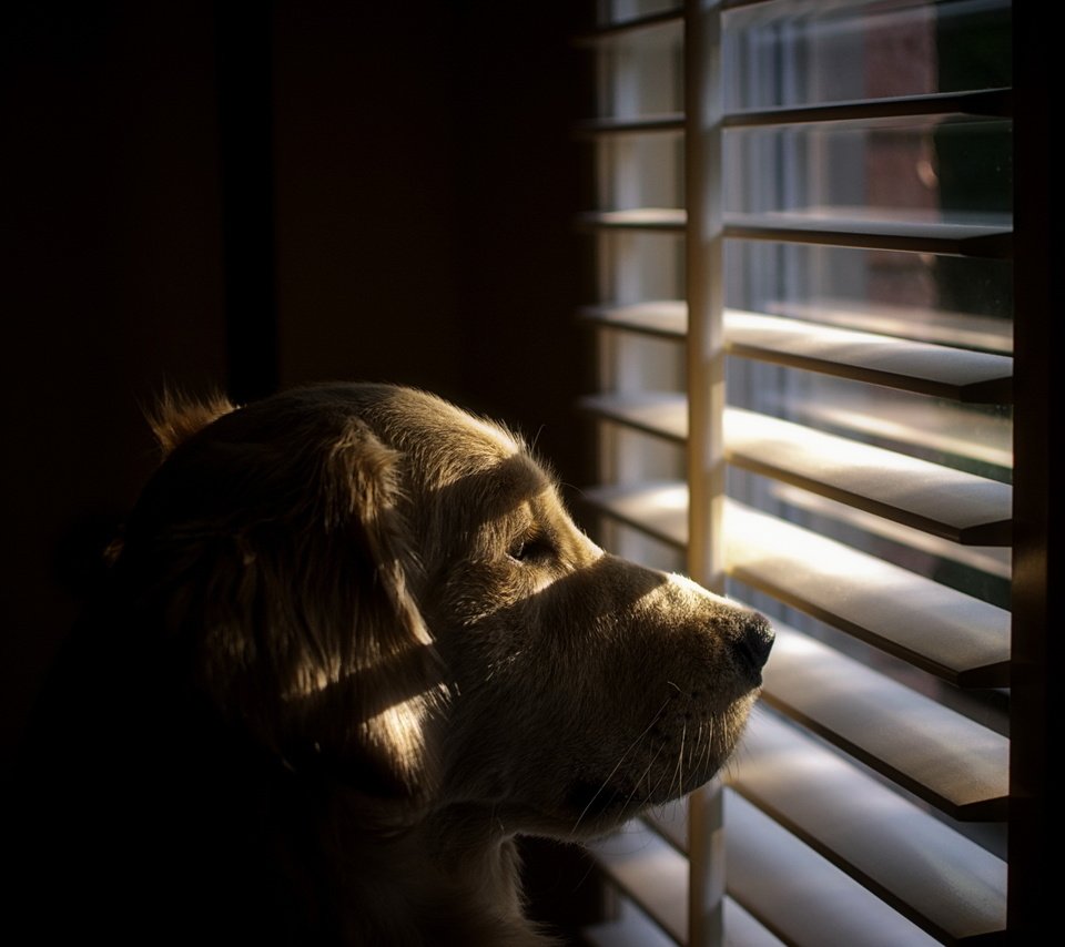 Обои взгляд, собака, окно, друг, жалюзи, ретривер, look, dog, window, each, blinds, retriever разрешение 2560x1600 Загрузить