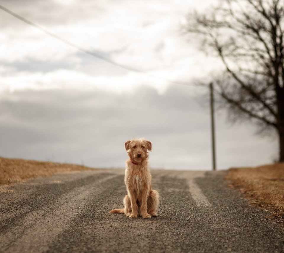 Обои небо, дорога, облака, собака, ожидание, the sky, road, clouds, dog, waiting разрешение 2560x1707 Загрузить