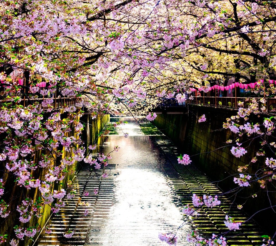 Обои река, цветение, отражение, забор, япония, весна, сакура, river, flowering, reflection, the fence, japan, spring, sakura разрешение 2560x1707 Загрузить