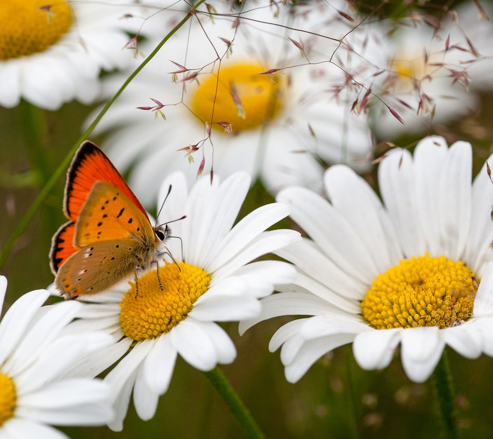 Обои цветы, насекомое, бабочка, ромашки, flowers, insect, butterfly, chamomile разрешение 3000x2000 Загрузить