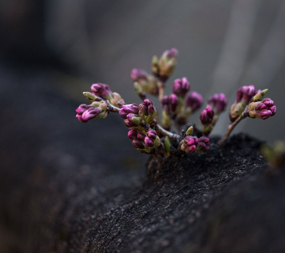 Обои цветы, дерево, цветение, весна, фиолетовые, flowers, tree, flowering, spring, purple разрешение 3840x2560 Загрузить