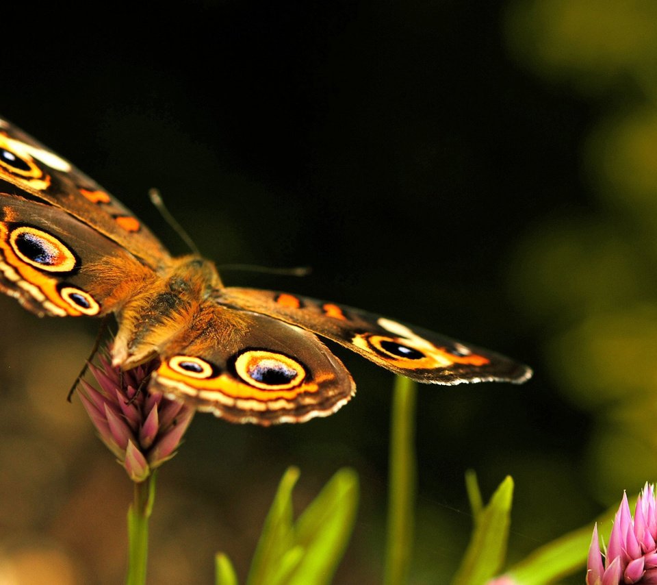 Обои цветы, макро, насекомое, бабочка, размытость, flowers, macro, insect, butterfly, blur разрешение 2560x1600 Загрузить