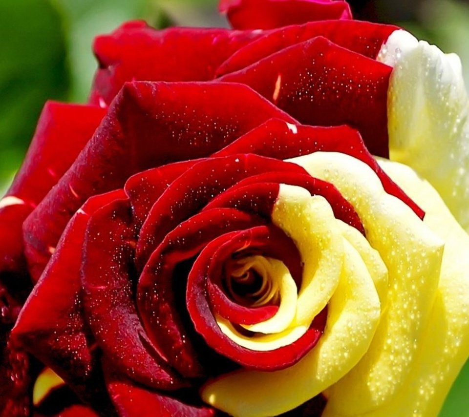 Обои цветы, макро, роза, лепестки, крупным планом, flowers, macro, rose, petals, closeup разрешение 1920x1200 Загрузить