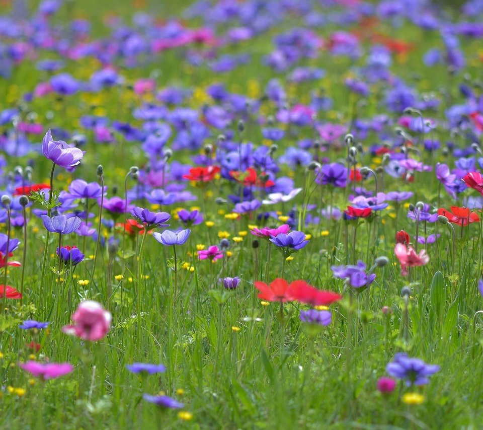 Обои цветы, трава, поле, лето, полевые цветы, анемоны, flowers, grass, field, summer, wildflowers, anemones разрешение 2048x1208 Загрузить