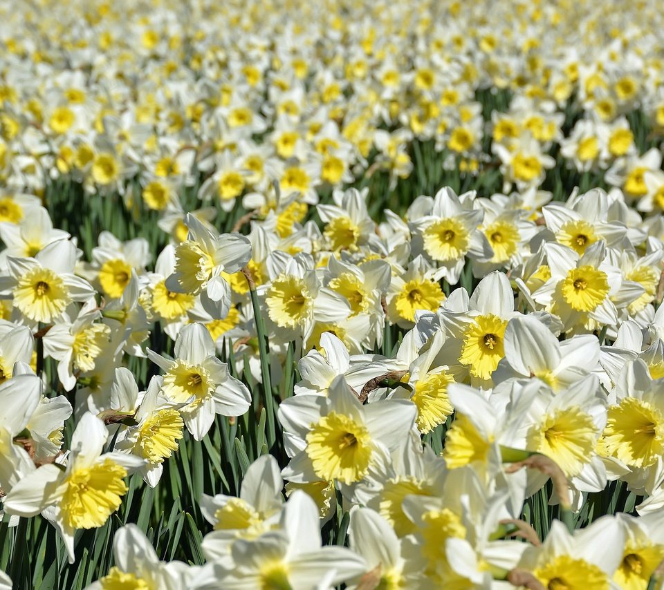 Обои цветы, природа, лепестки, нарциссы, flowers, nature, petals, daffodils разрешение 3542x1950 Загрузить